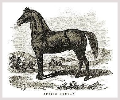 3 chevaux : Morgan, Quarter Horse & - 71356
